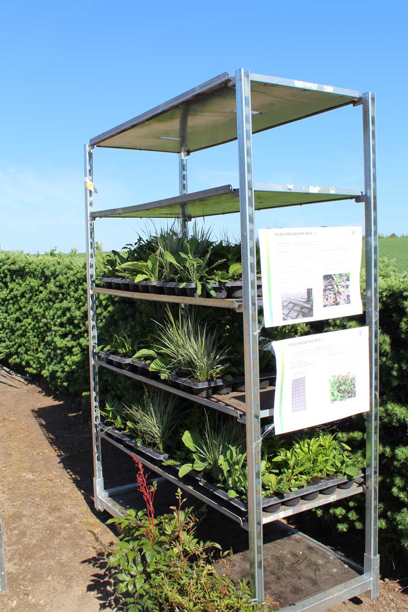 beplantning-stauder