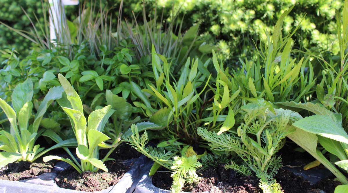 Planter til offentlige arealer