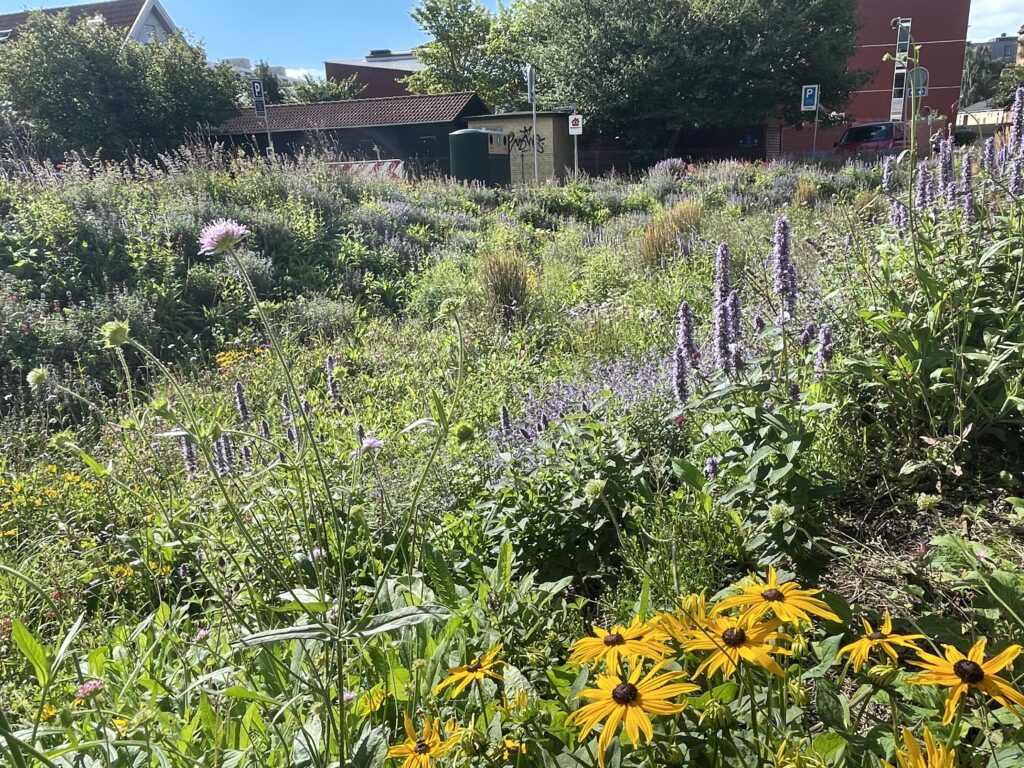 Detailbillede af lilla og gule blomster i LAR-bed på Pelargonievej, Frederiksberg