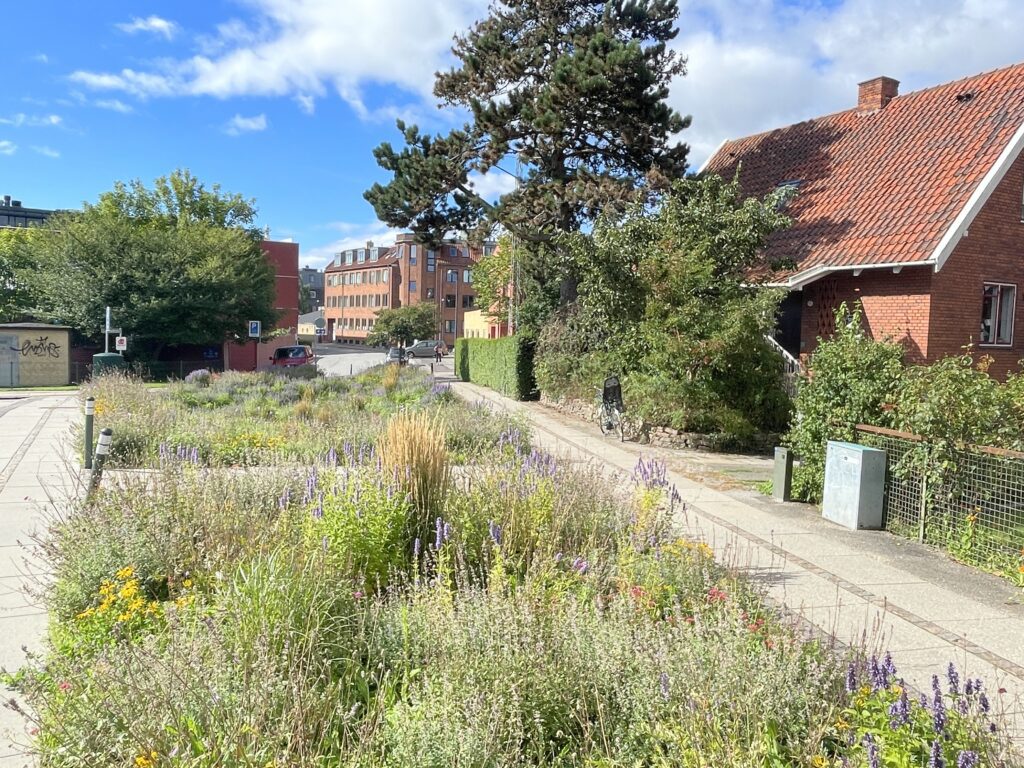 Stauder, græsser og forårsblomstrende løg i regnvandsbede på Pelargonievej, Frederiksberg