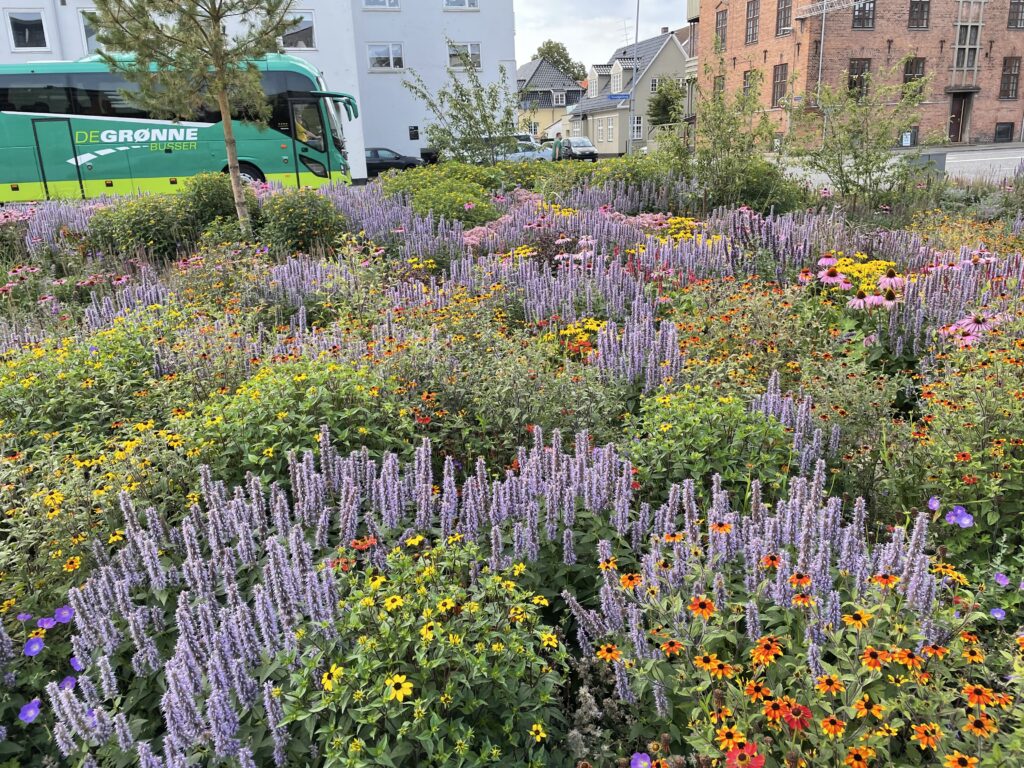 Blomstrende staudebed med levende farver giver liv i byrummet på Søtorvet i Silkeborg