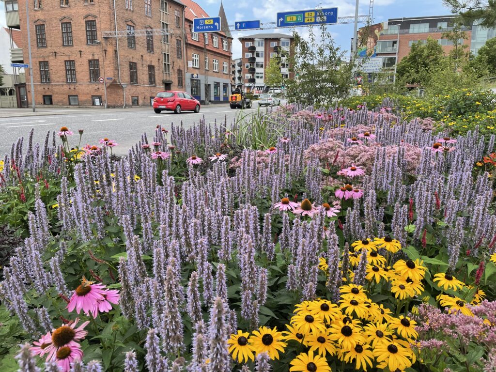 Farverigt staudebed plantet tæt på trafikeret kryds i Silkeborg