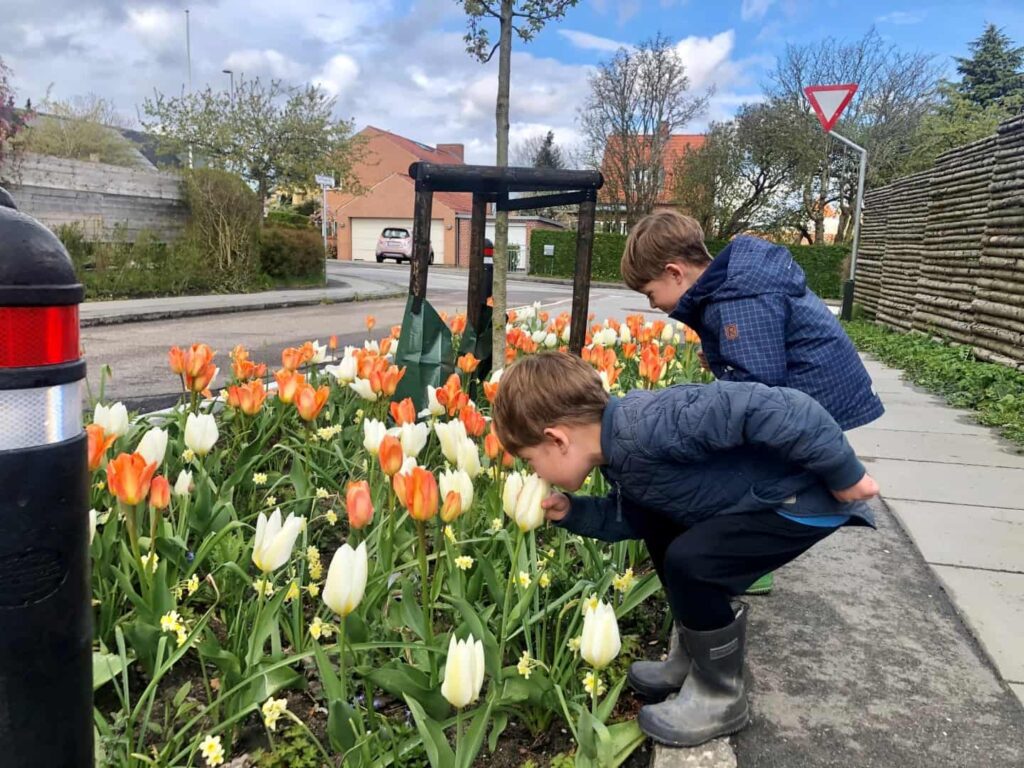 Et regnvandsbed i vejkanten med orange og hvide tulipaner. To drenge nyder duften af blomsterne.