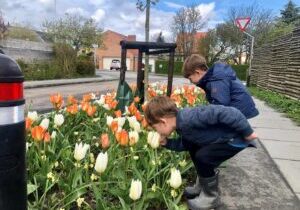 Et regnvandsbed i vejkanten med orange og hvide tulipaner. To drenge nyder duften af blomsterne.