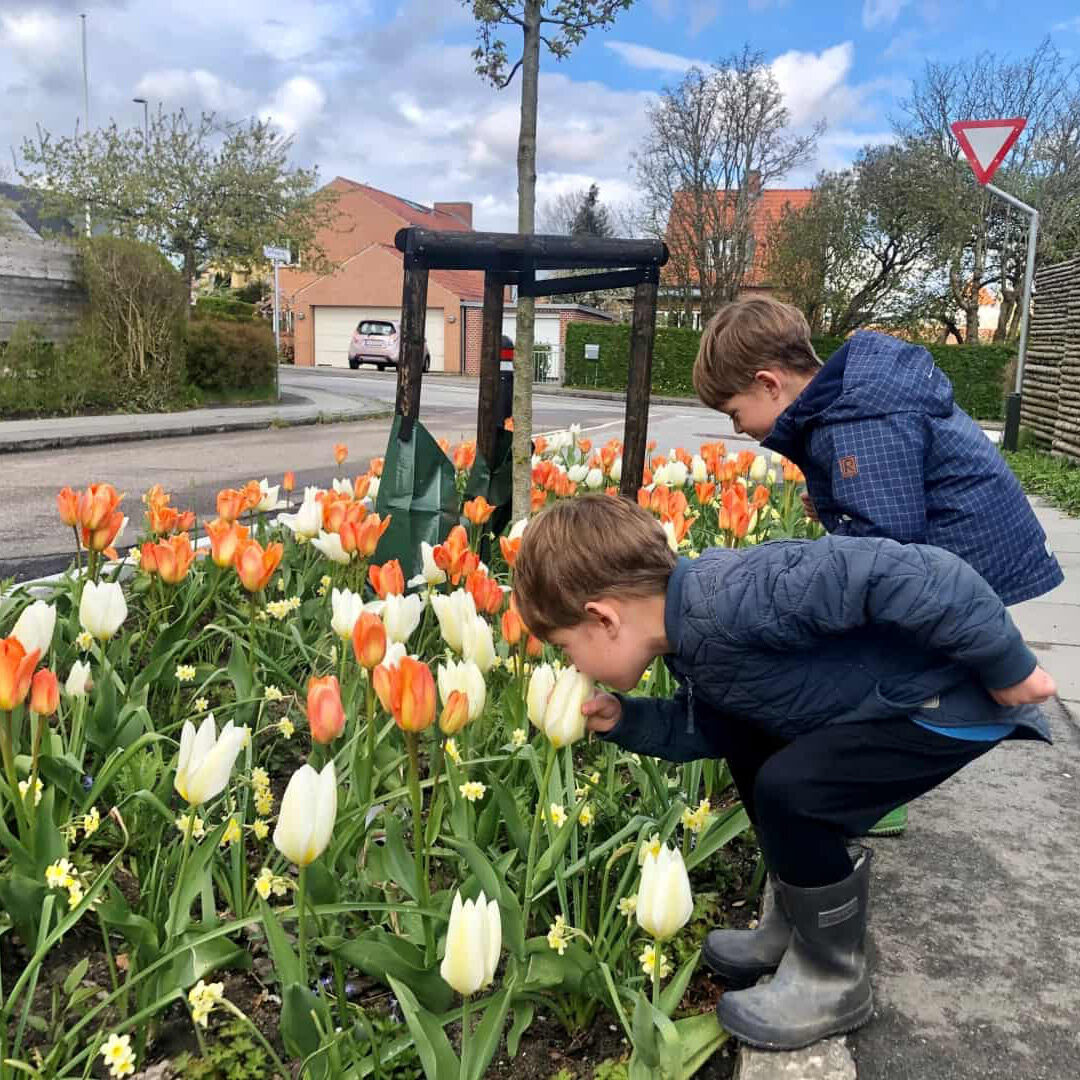 To små drenge snuser til tulipaner i et vejbed til opsamling af regnvand