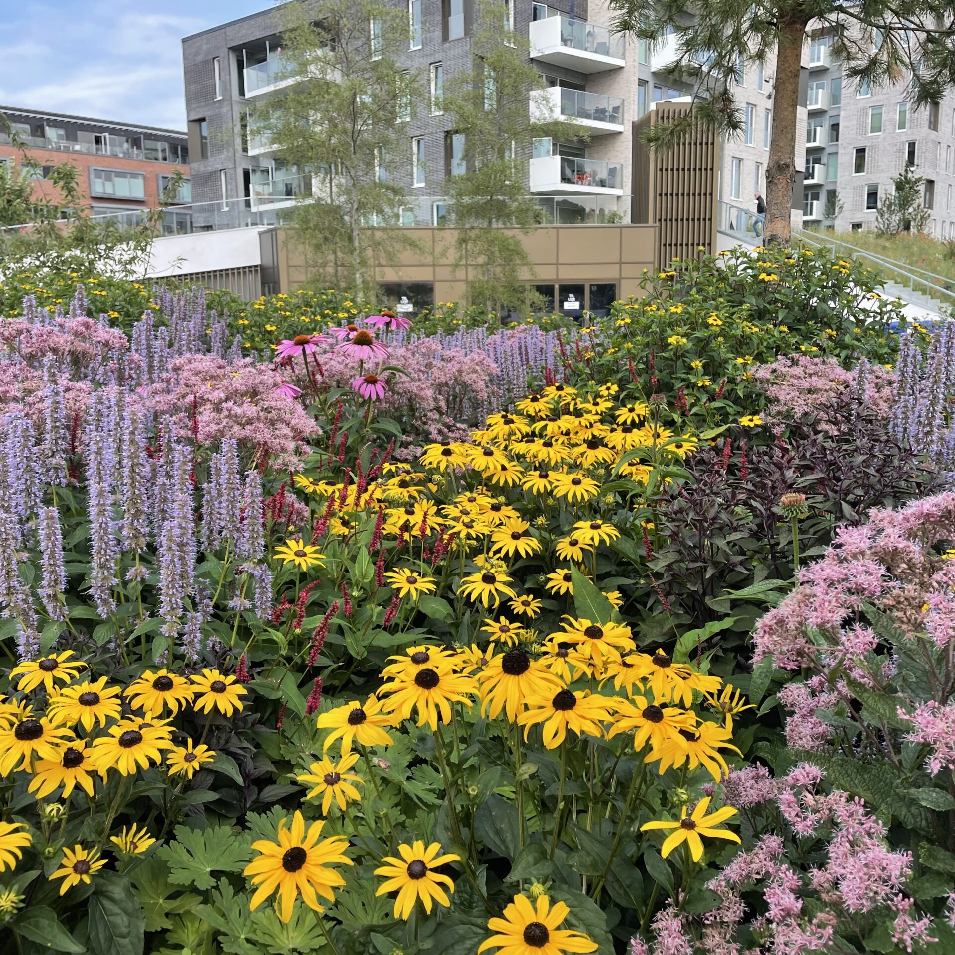 Stauder, buske og træer i bed på Søtorvet i Silkeborg