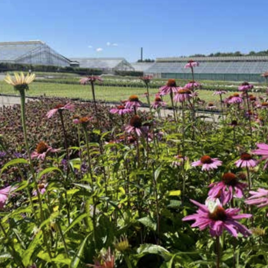 Blomstrende stauder ved Byblomsts gartneri
