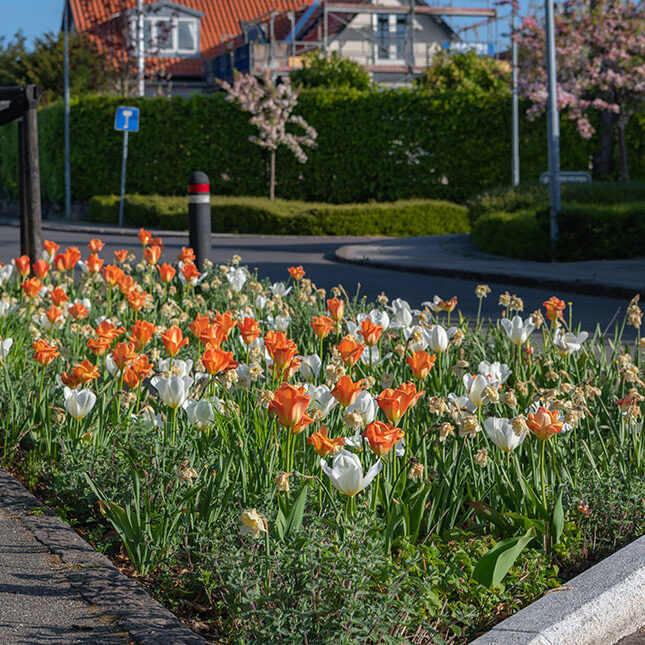 Nærbillede af hvide og orange tulipaner i et vejbed i Aabyhøj